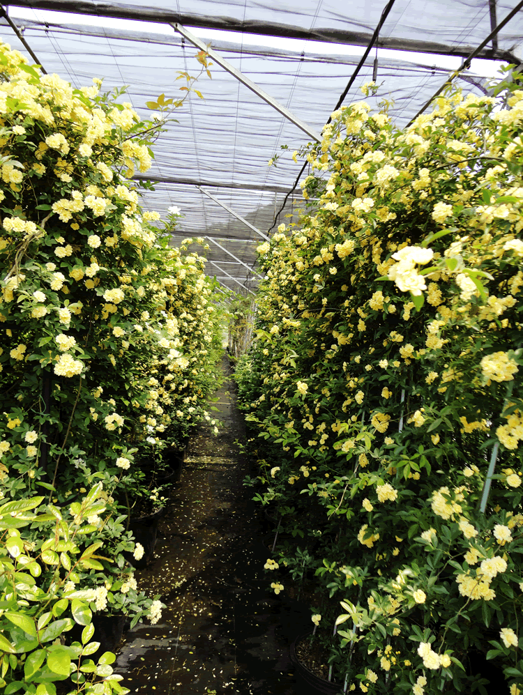 亚洲精品白浆高清久久久久久