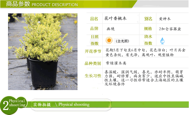 亚洲精品白浆高清久久久久久