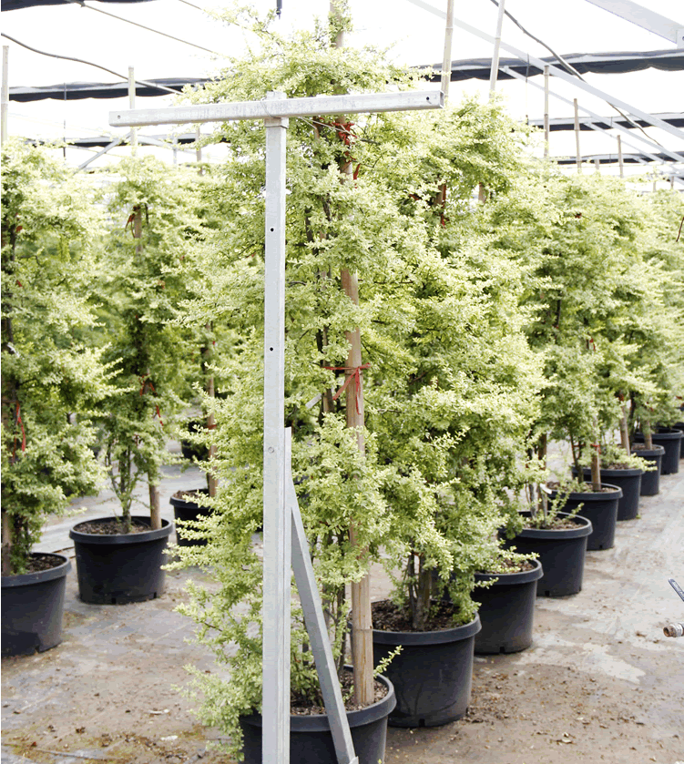 亚洲精品白浆高清久久久久久