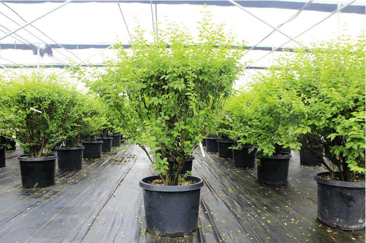 亚洲精品白浆高清久久久久久