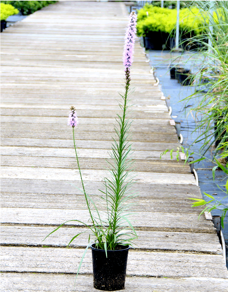 亚洲精品白浆高清久久久久久