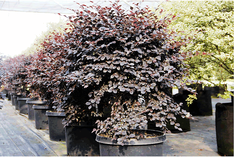 亚洲精品白浆高清久久久久久