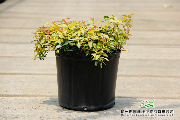 亚洲精品白浆高清久久久久久