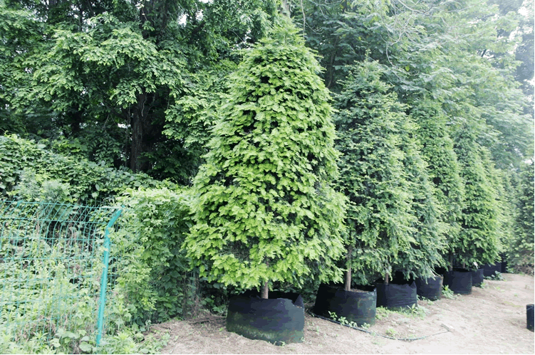 亚洲精品白浆高清久久久久久