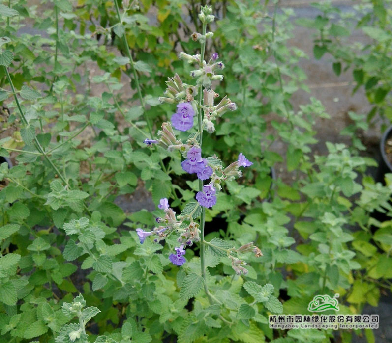 亚洲精品白浆高清久久久久久