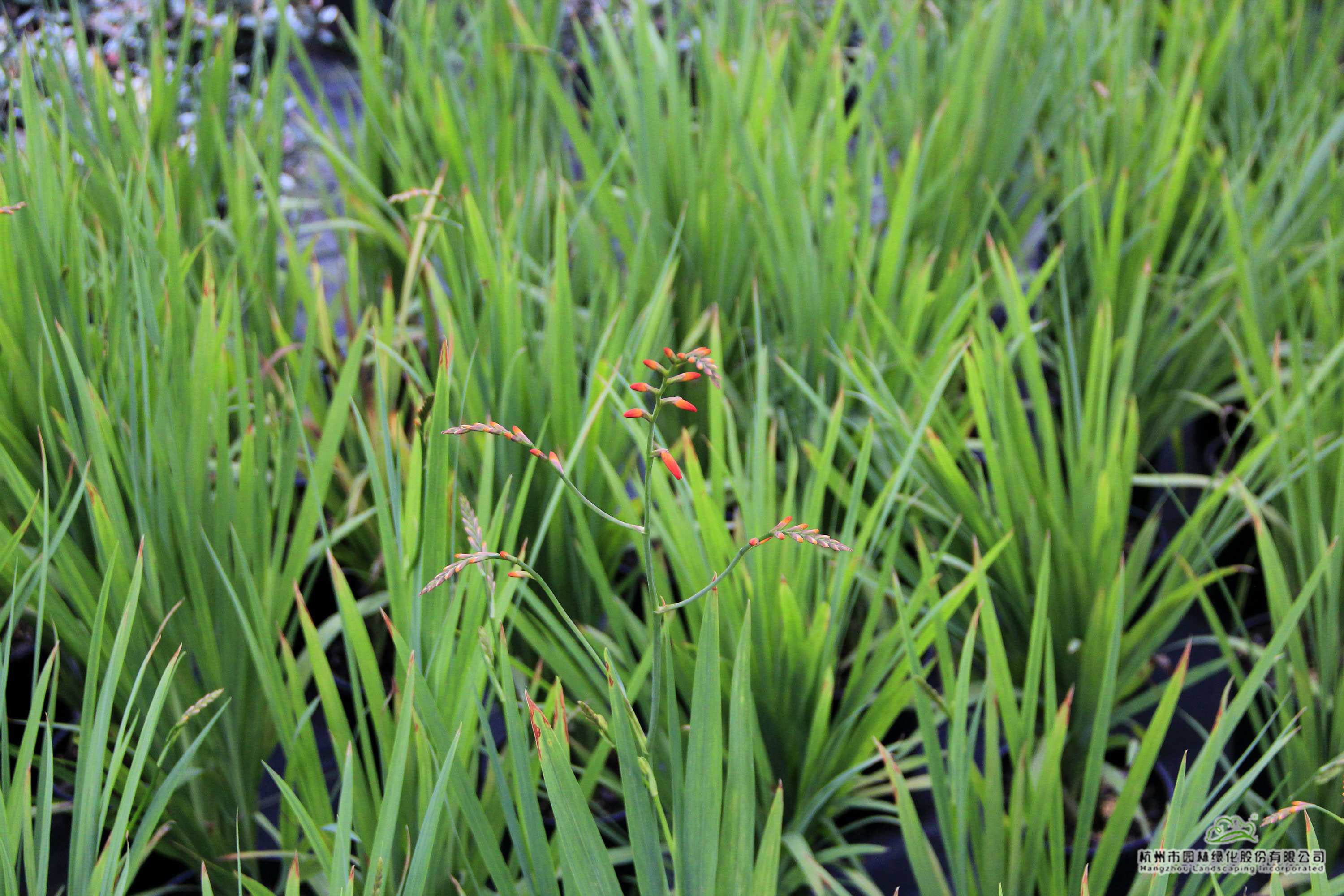 亚洲精品白浆高清久久久久久