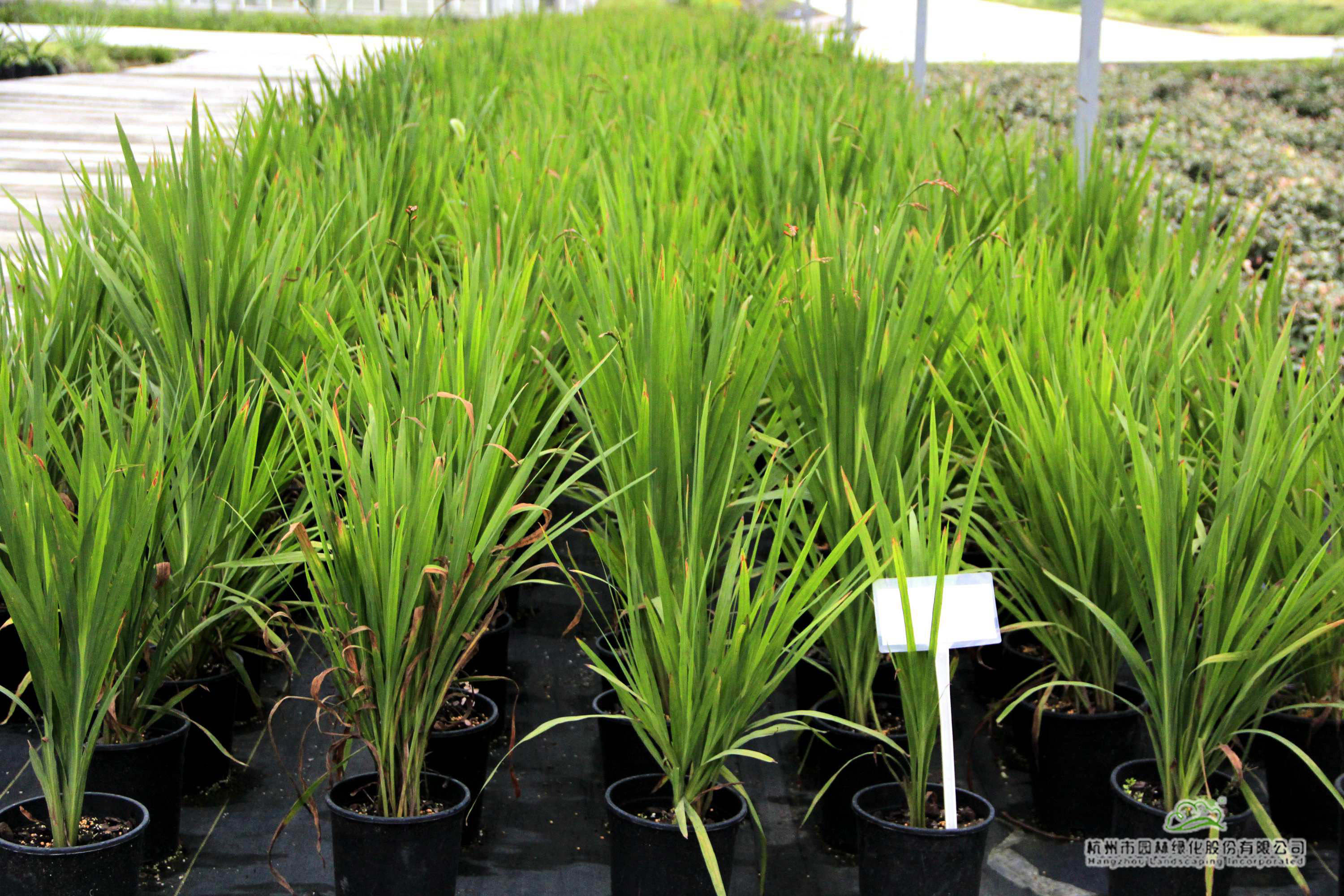 亚洲精品白浆高清久久久久久