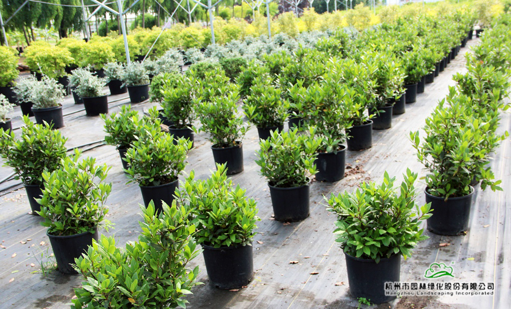 亚洲精品白浆高清久久久久久