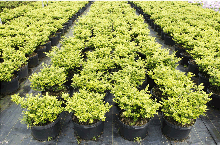 亚洲精品白浆高清久久久久久