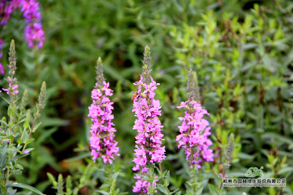 亚洲精品白浆高清久久久久久