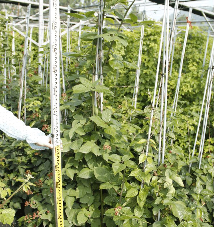 亚洲精品白浆高清久久久久久