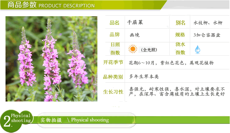 亚洲精品白浆高清久久久久久