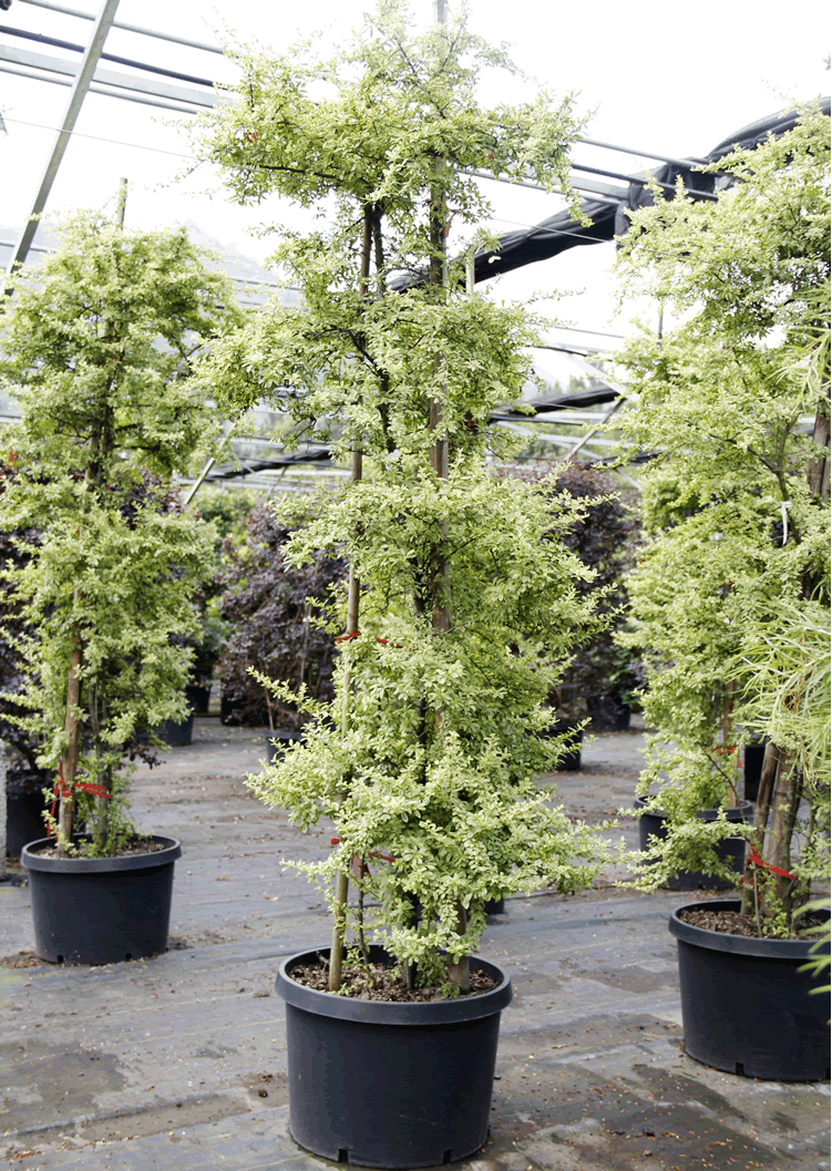 亚洲精品白浆高清久久久久久