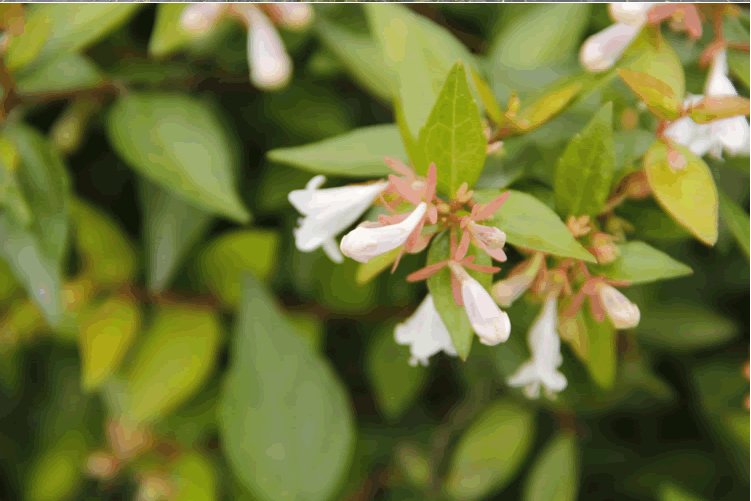 亚洲精品白浆高清久久久久久