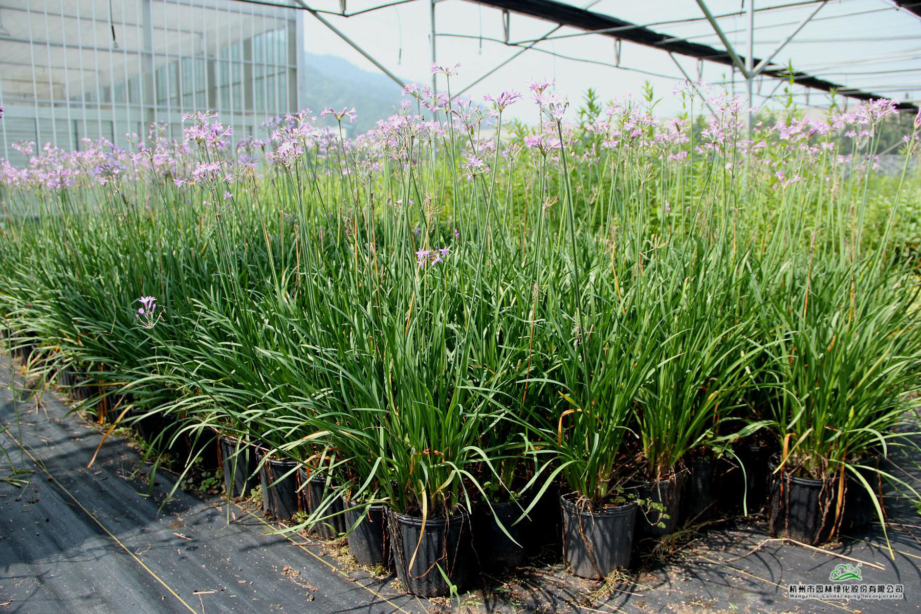 亚洲精品白浆高清久久久久久