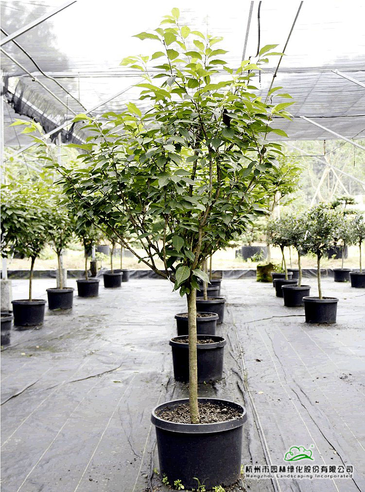 亚洲精品白浆高清久久久久久