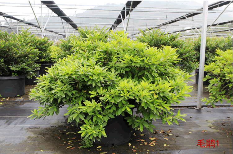 亚洲精品白浆高清久久久久久