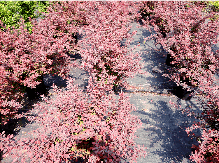 亚洲精品白浆高清久久久久久