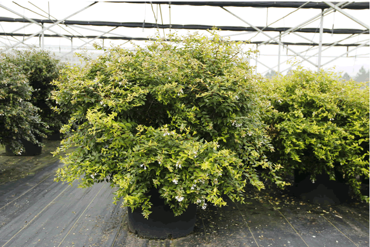 亚洲精品白浆高清久久久久久