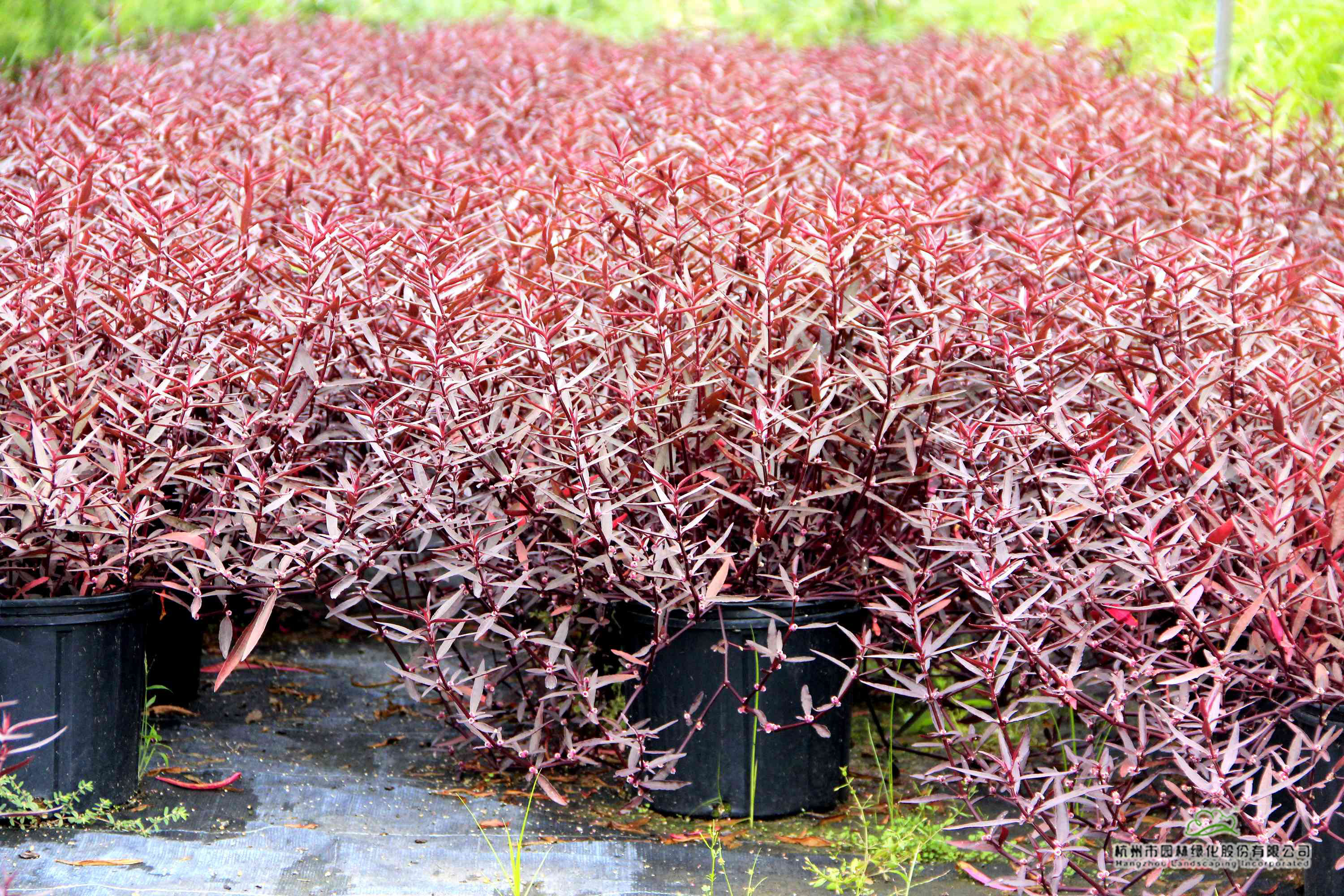 亚洲精品白浆高清久久久久久