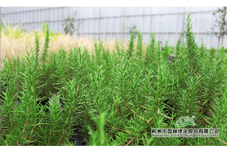 亚洲精品白浆高清久久久久久