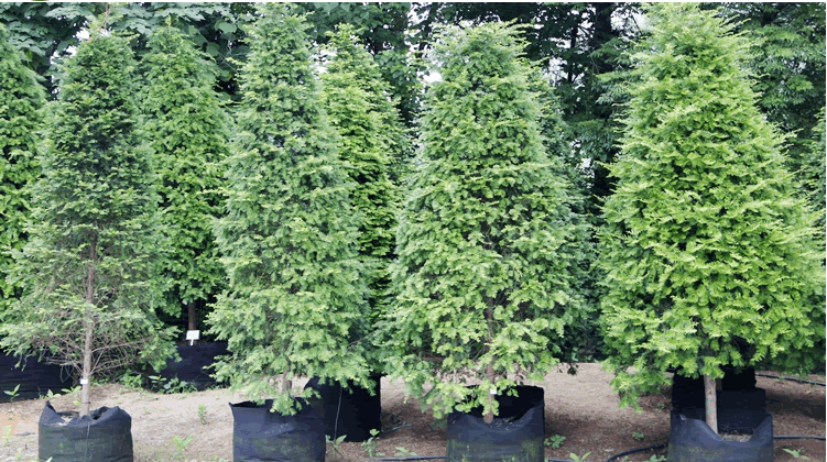 亚洲精品白浆高清久久久久久