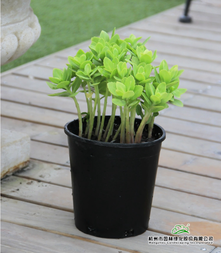 亚洲精品白浆高清久久久久久