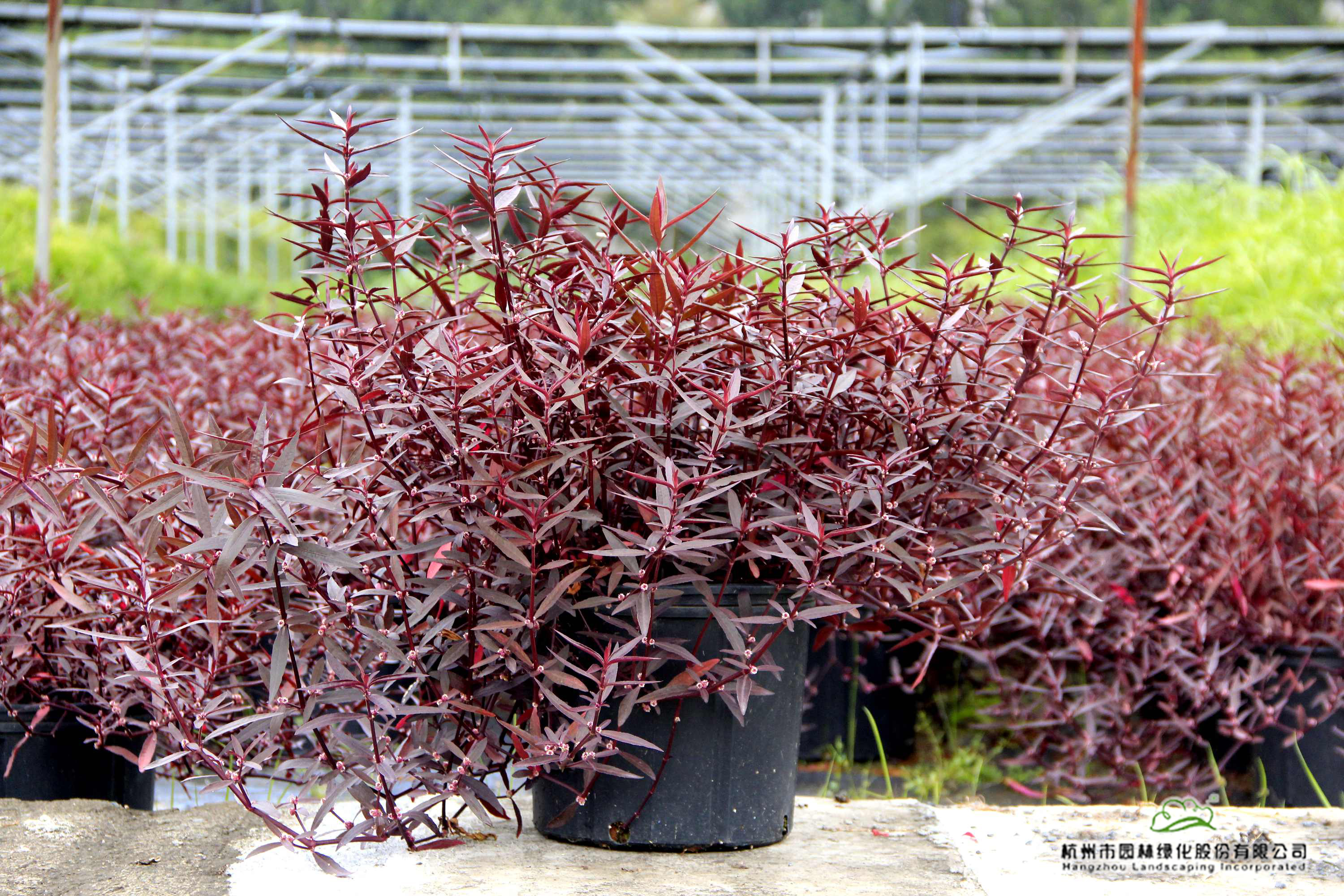 亚洲精品白浆高清久久久久久