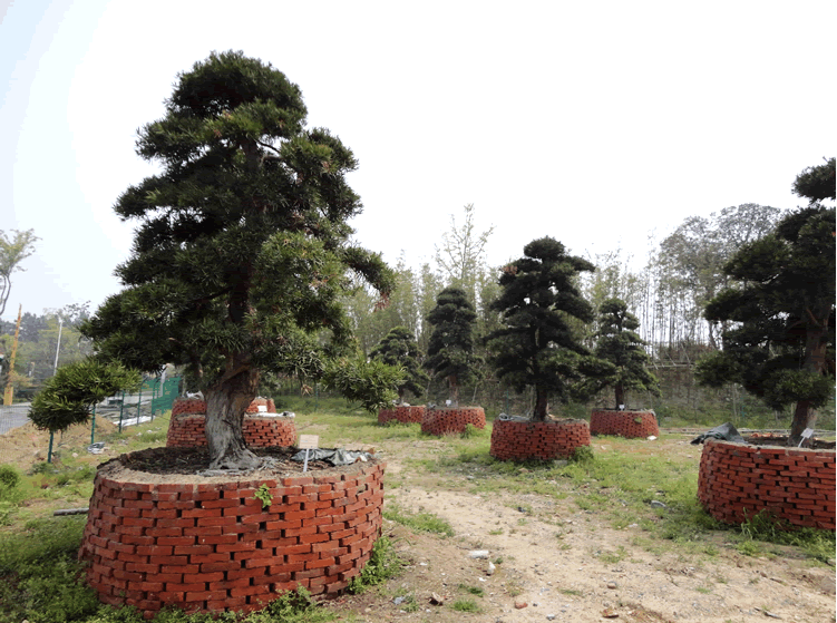 亚洲精品白浆高清久久久久久