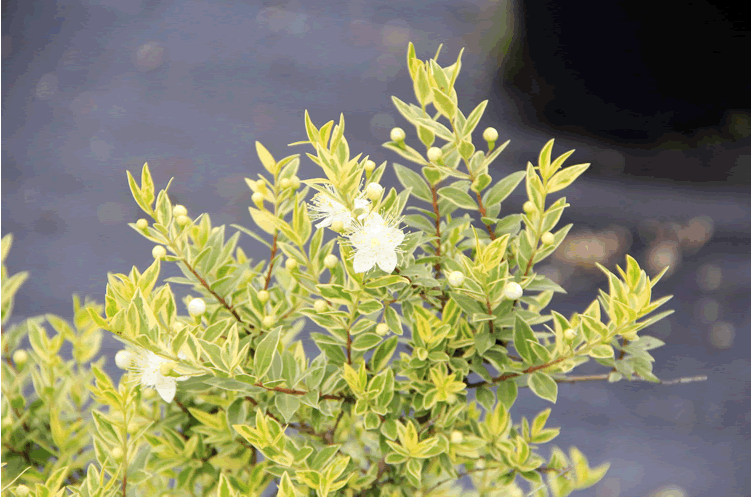 亚洲精品白浆高清久久久久久