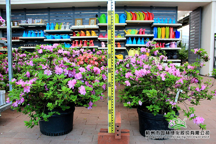 亚洲精品白浆高清久久久久久