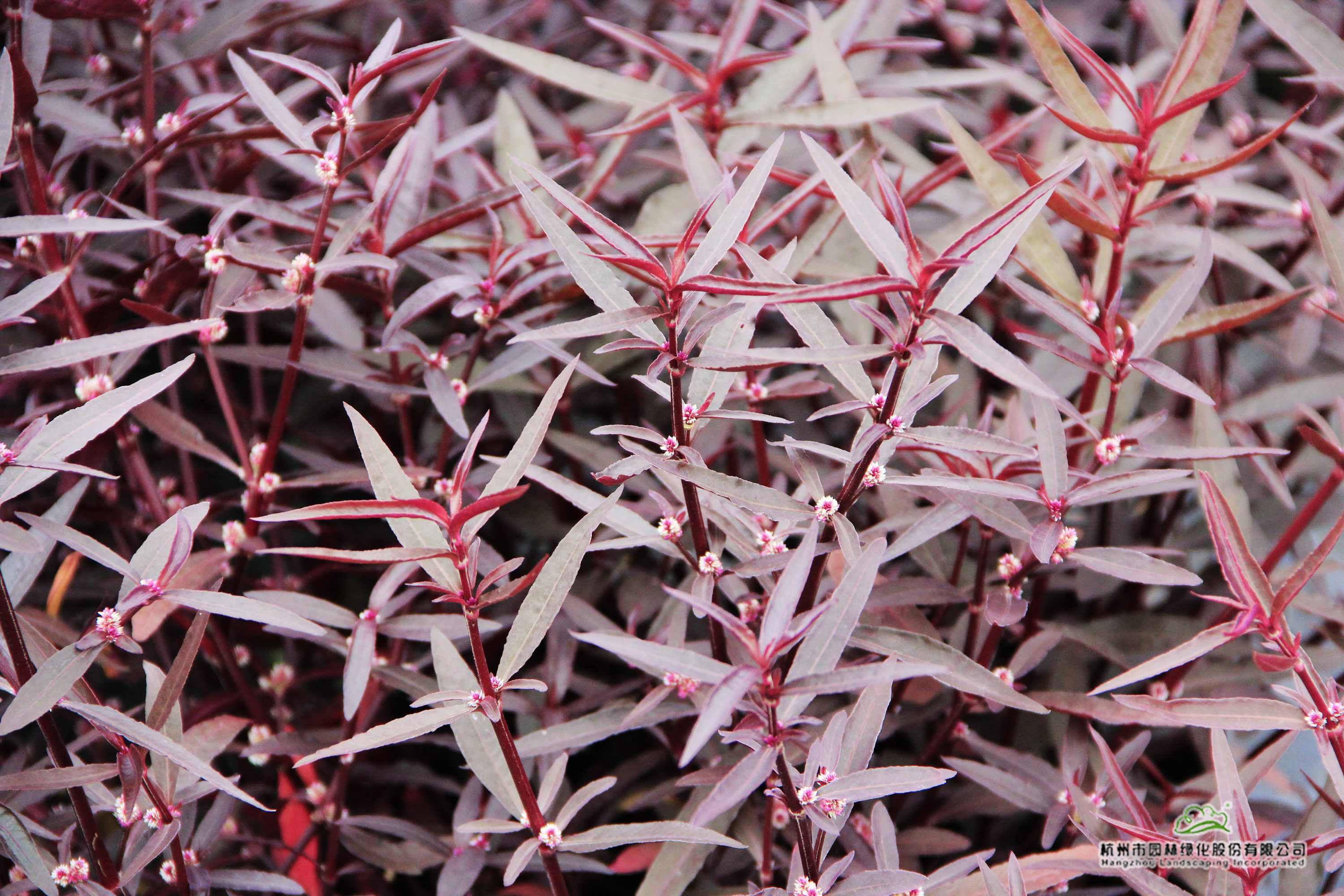 亚洲精品白浆高清久久久久久