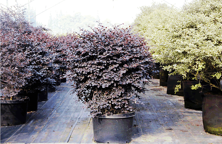 亚洲精品白浆高清久久久久久