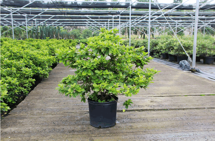 亚洲精品白浆高清久久久久久