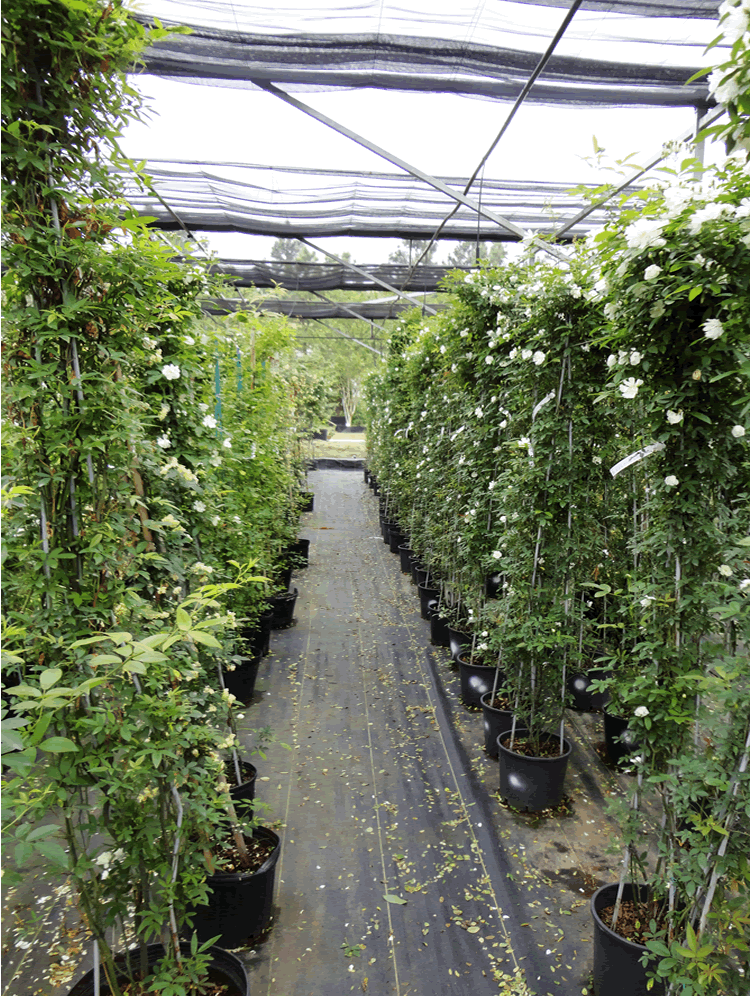 亚洲精品白浆高清久久久久久