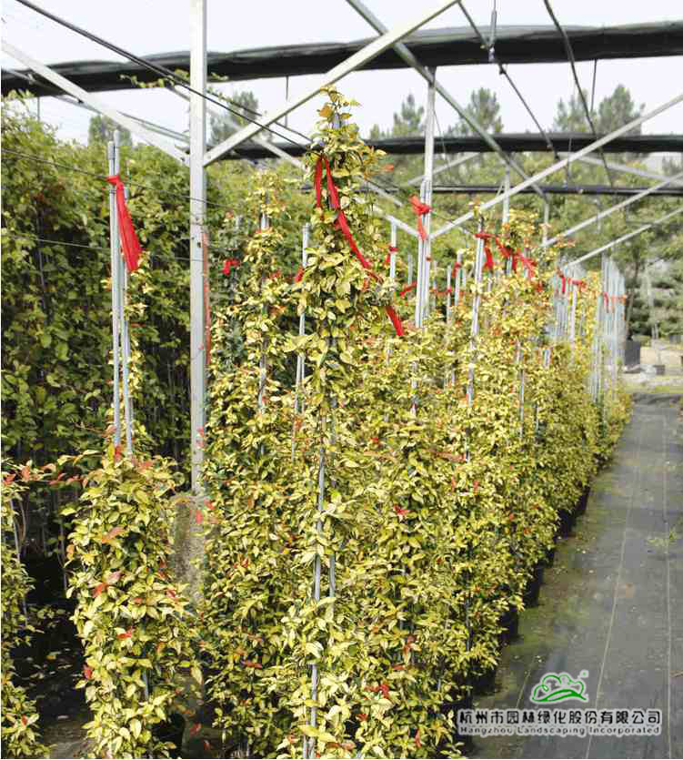 亚洲精品白浆高清久久久久久