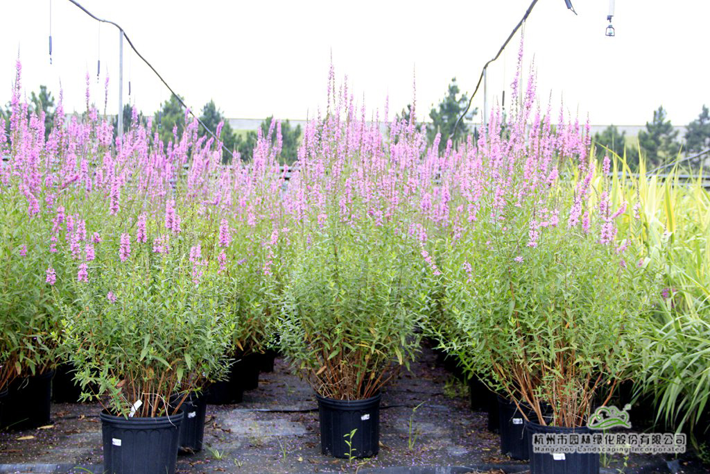 亚洲精品白浆高清久久久久久