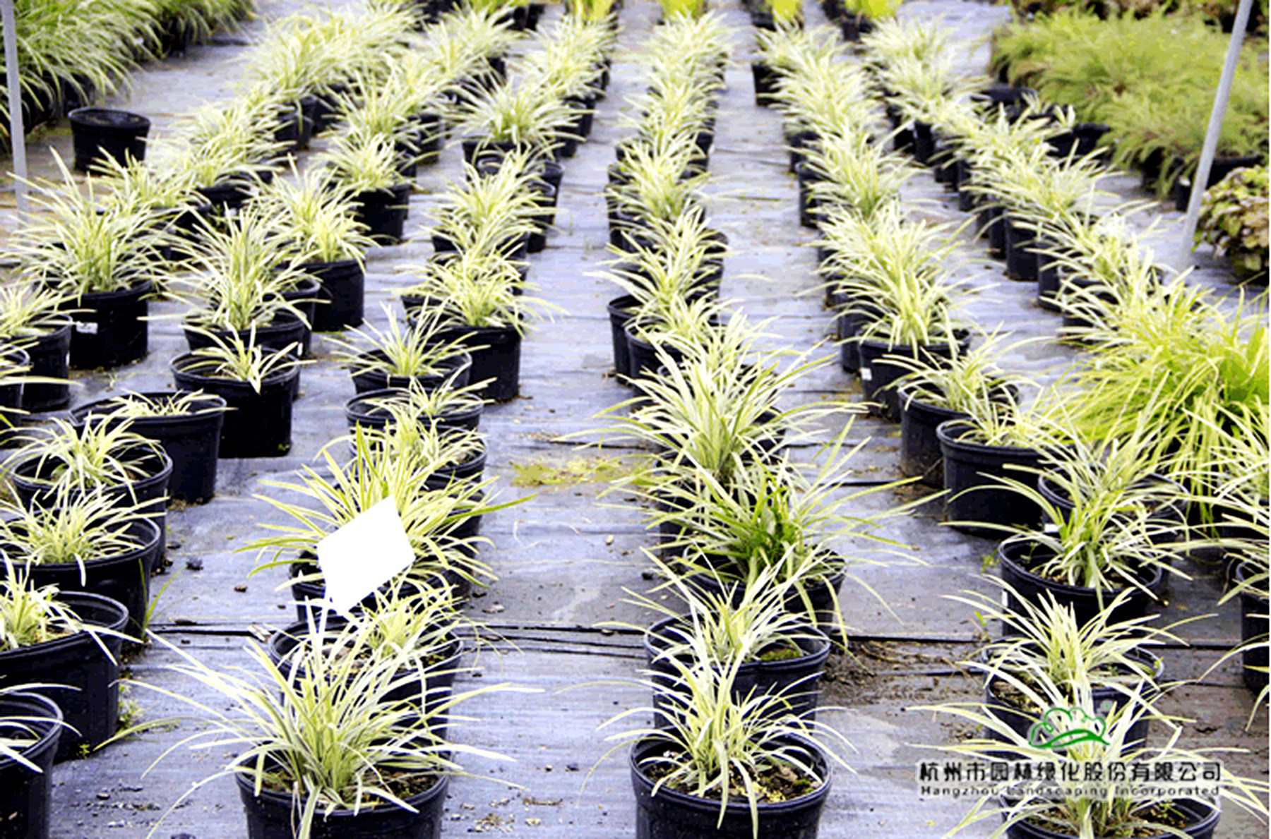 亚洲精品白浆高清久久久久久