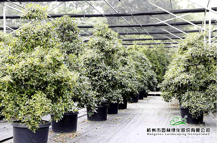 亚洲精品白浆高清久久久久久