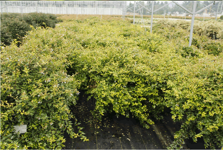 亚洲精品白浆高清久久久久久