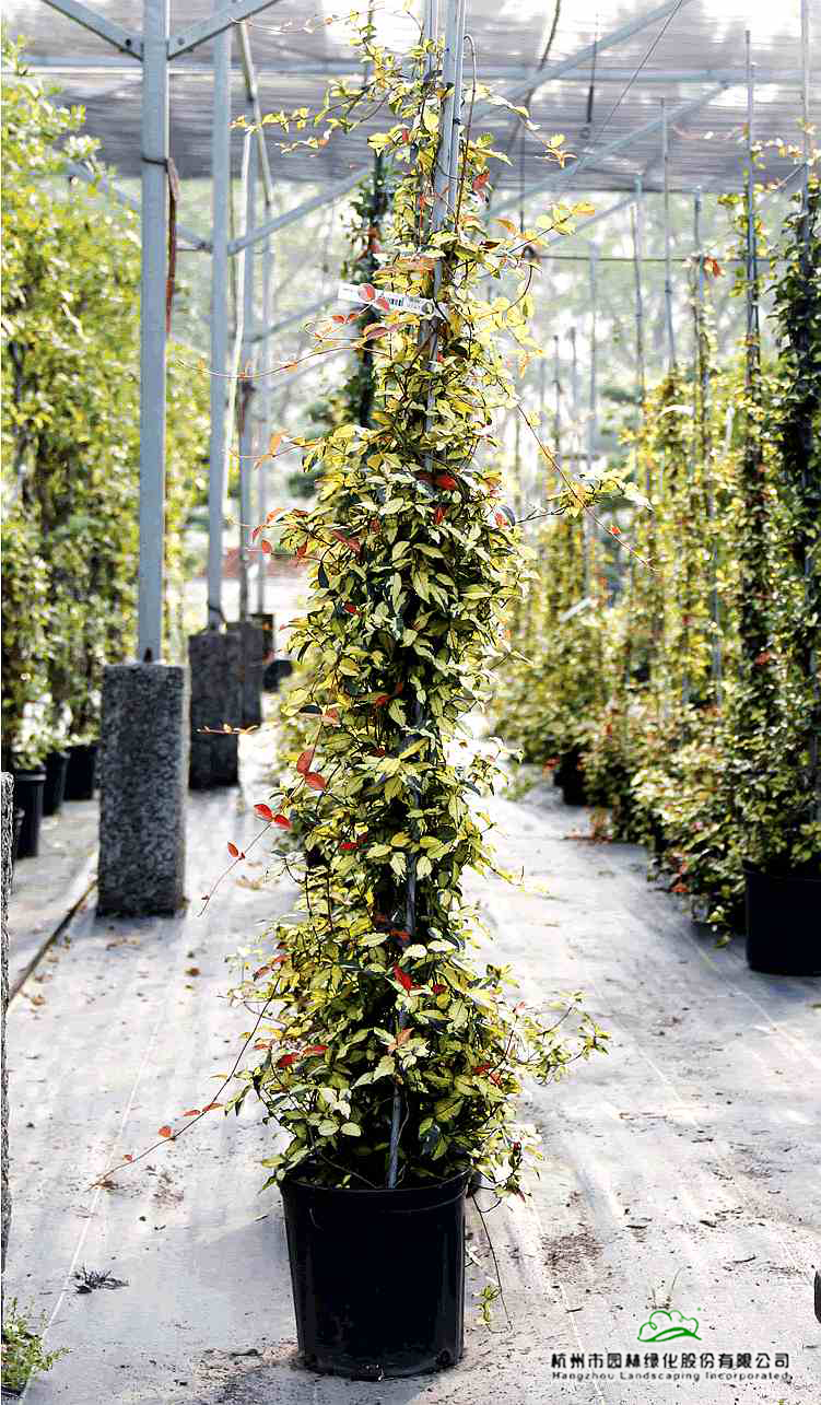 亚洲精品白浆高清久久久久久