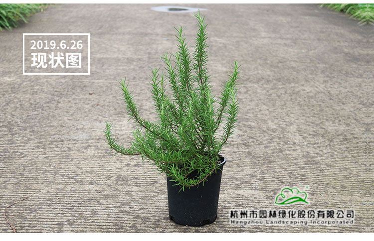 亚洲精品白浆高清久久久久久