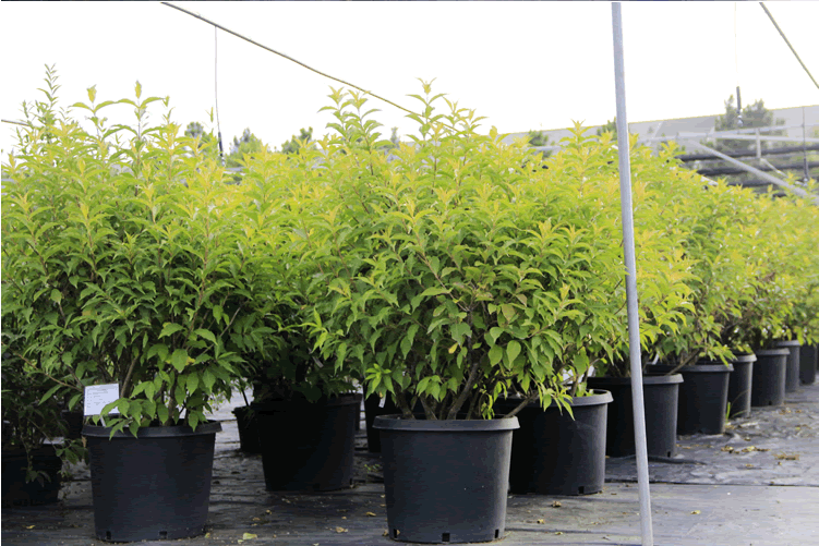 亚洲精品白浆高清久久久久久