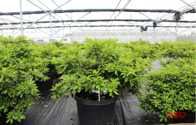 亚洲精品白浆高清久久久久久