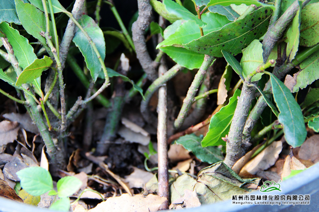 亚洲精品白浆高清久久久久久