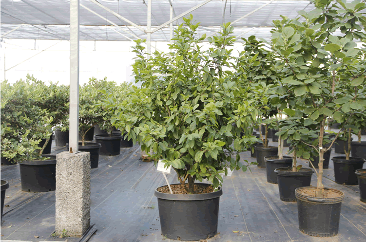 亚洲精品白浆高清久久久久久