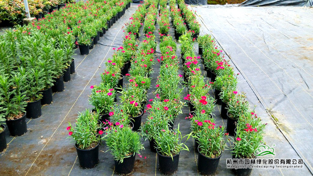 亚洲精品白浆高清久久久久久