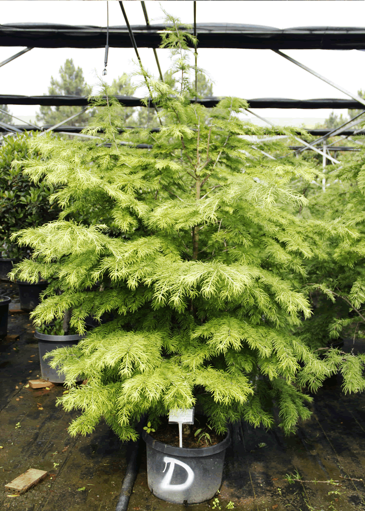 亚洲精品白浆高清久久久久久