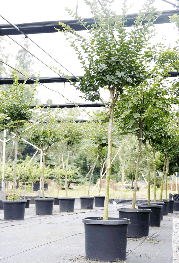 亚洲精品白浆高清久久久久久