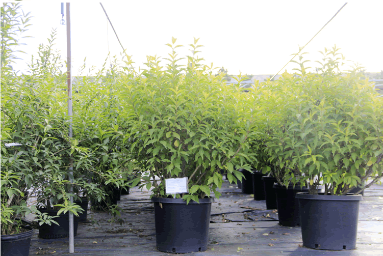 亚洲精品白浆高清久久久久久